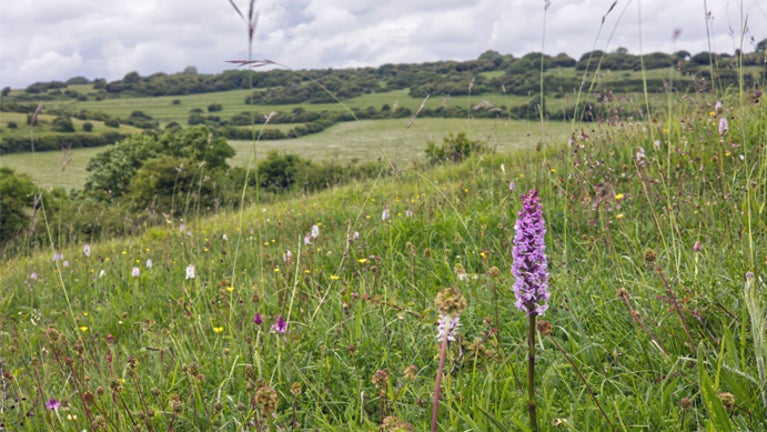 A sloped Chalk Grassland meadow shows some purple orchids and other flowers growing there.